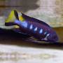 Элонгатус чевере (Pseudotropheus elongatus chewere)