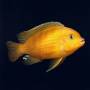 Ломбардо (Pseudotropheus lombardoi)