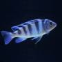 Ломбардо (Pseudotropheus lombardoi)