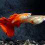 ГУППИ КРАСНАЯ(GUPPY FULL RED)