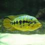 Цихлазома Луазеля (Parachromis loisellei)