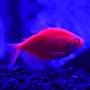 Тернеция красная GloFish (Ternetzi Starfire Red)