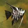 Скалярия мраморная (Pterophyllum scalare marble)