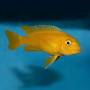 Йохани (Melanochromis johanni)