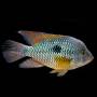 Геофагус бразильский (Geophagus brasiliensis)