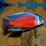Копадихромис каданго (Copadichromis borleyi kadango)