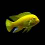 Трофеопс золотой (Tropheops macrophthalmus gold)