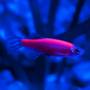 Данио красный GloFish (Danio Starfire Red)