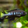Элонгатус чевере (Pseudotropheus elongatus chewere)