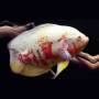 Астронотус оскар альбинос (Astronotus ocellatus albino)