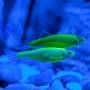 Данио зеленый GloFish (Danio Electric Green)