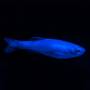 Данио синий GloFish (Danio Cosmic Blue)