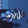 Неохромис голубой Makobe (Haplochromis omnicaeruleus makobe)