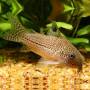 Коридорас Джули (Corydoras trilineatus Julii)