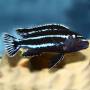 Йохани (Melanochromis johanni)
