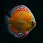 Дискус Красный Аленкер (Discus Red Alenquer)