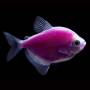 Тернеция фиолетовая GloFish (Ternetzi Galactic Purple)