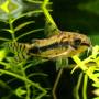 Коридорас хаброзус (Corydoras habrosus)