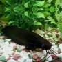 Мешкожаберный сом (Heteropneustes fossilis)