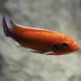 Лабеотрофеус тревавас чилумба (Labeotropheus trewavasae chilumba)