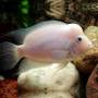 Цихлазома фламинго (Cichlasoma nigrofasciatum albino)
