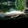 Сом Таракатум альбинос (Hoplosternum thoracatum albino)