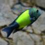 Трофеус икола (Tropheus moorii Ikola)