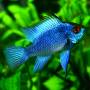 Апистограмма рамирези электрик блю (Microgeophagus ramirezi electric Blue)