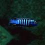 Лихучи (Pseudotropheus elongatus Luhuchi)