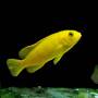 Саулози (Pseudotropheus Saulosi)