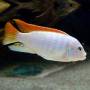 Грешаки альбинос (Pseudotropheus greshakei albino)