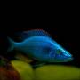 Цихлида-нож (Dimidiochromis compressiceps)