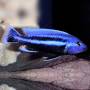 Меланохромис чипока (Melanochromis chipokae)
