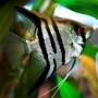 Скалярия полосатая (Pterophyllum scalare Zebra)