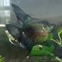 Скалярия пиной Pterophyllum scalare Pinoy