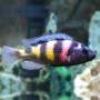 Хаплохромис обликвиденс (Haplochromis obliquidens)