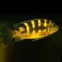 Крабро (Pseudotropheus crabro)