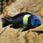 Трофеус звездчатый (Tropheus duboisi)