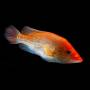 Петения сплендида красная (Petenia Splendida Red)