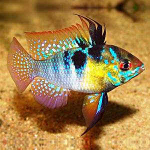 Апистограмма рамирези (Microgeophagus ramirezi)