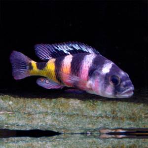 Хаплохромис обликвиденс (Haplochromis obliquidens)
