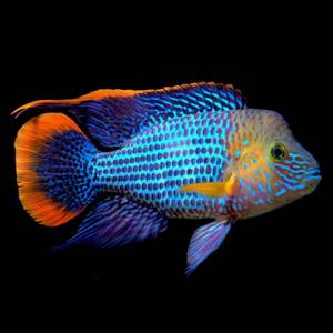 Акара бирюзовая (Aequidens Rivulatus)