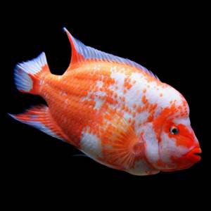 Цитроновая цихлазома (Cichlasoma citrinellum)