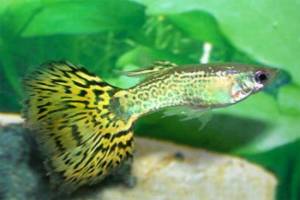 Гуппи зеленая кобра (Poecilia reticulata)