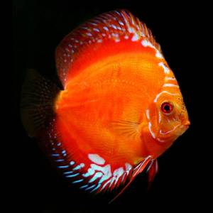 Дискус мальборо красный (Discus Marlboro Red)