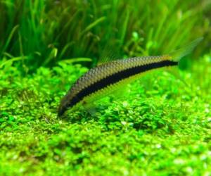 Сиамский водорослеед (Crossocheilus siamensis)