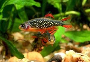Расбора галактика (Danio margaritatus)