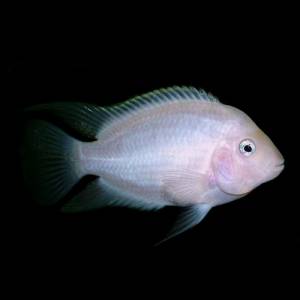 Цихлазома фламинго (Cichlasoma nigrofasciatum albino)