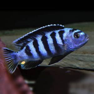 Саулози (Pseudotropheus Saulosi)