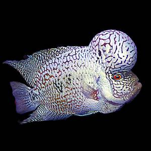 Цихлазома фловер хорн платиновый тигр (Cichlasoma flower horn platinum tiger)